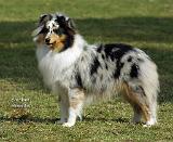 Shetland Sheepdog 9J089D-04